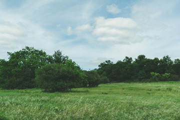 Field and trees in a city park on a sunny spring day.