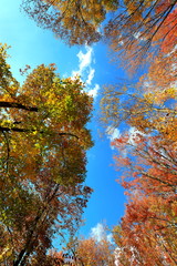 아름다운 가을 숲