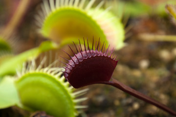 Sydney Australia, red leaf of akai ryu or red dragon venus flytrap plant
