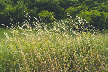 Tall grass against a background of trees in a city park on a sunny spring day.