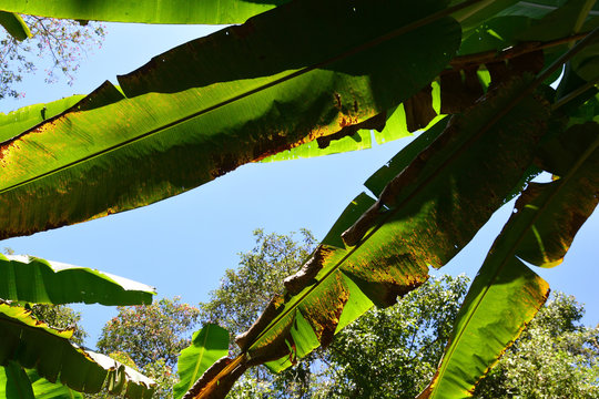 plant disease on a banana leaf