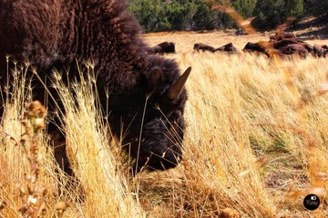 Bison in Utah