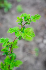 Raspberry branch with new green leaves. Selective focus. Shallow depth of field.
