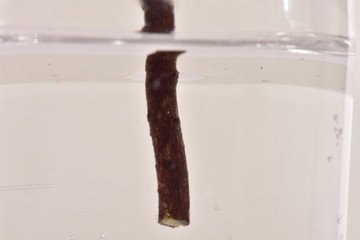 水中の小枝