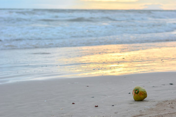 coconut lying on the beach, Sunset on the ocean in summer, Beautiful landscape. Sunset in the sea,Beach view In the evening, Coconut balls on the beach in the evening, Overcast sea,