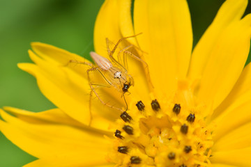 A small spider on a yellow petal near a pollen