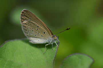 butterfly on a leaf