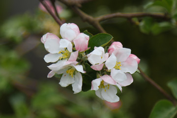 Apple tree flowers