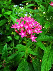 pink flowers in the garden
