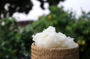 Glutinous rice in box made of bamboo on natural background