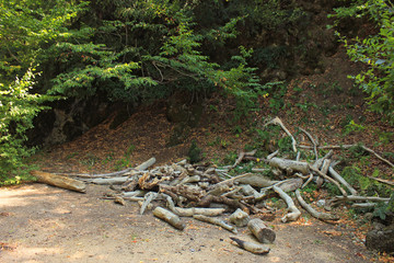 Dry trees in the forest. Logging firewood.
