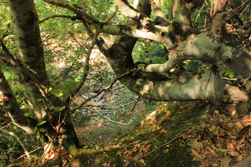 Unusual curved tree in the forest.
