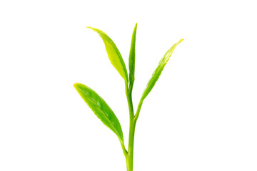  young green tea leaf on a white background