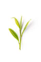  young green tea leaf on a white background