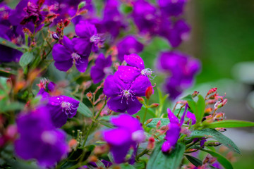 Flores moradas gotas de lluvia en el campo naturaleza