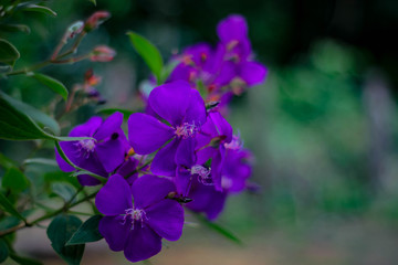 Flores moradas gotas de lluvia en el campo naturaleza