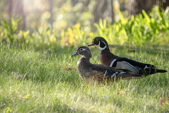 Close up images of colorful wood ducks on on grass during spring time