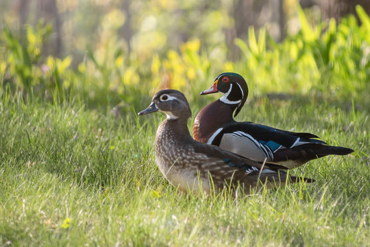 Close up images of colorful wood ducks on on grass during spring time