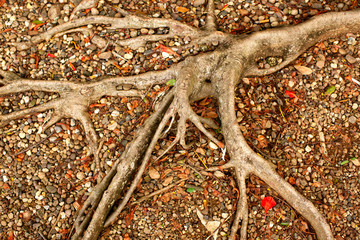 Abstract detail of tree roots