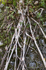 Abstract detail of tree roots