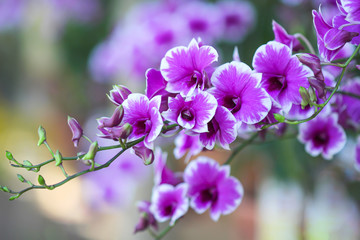 Obraz premium Colorful orchids purple blooming in garden background