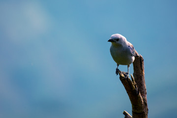 Blue Tanager standing on a piece of wood with blue background