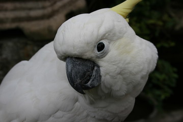 Beautiful white Cacatuidae bird close up