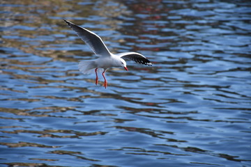 Seagulls Flying Over the Water