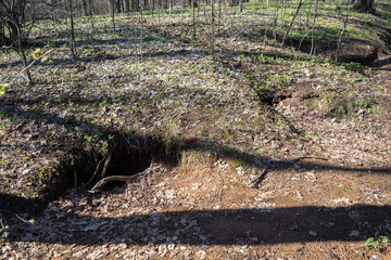 badger hole in the forest. House of badgers. Fortification of badgers in dim forest