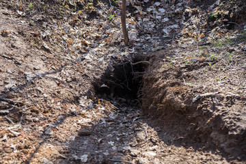 badger hole in the forest. House of badgers. Fortification of badgers in dim forest