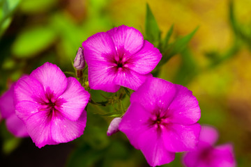 Beautiful flowers Phlox drummondii in the foreground with creamy background blooming in spring two