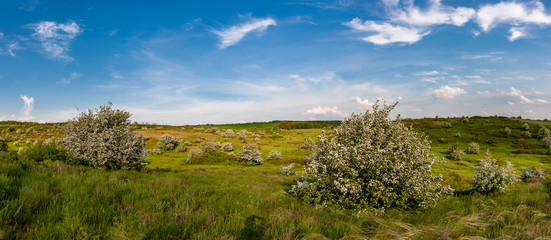 Landscape with blooming trees on green meadow in valley