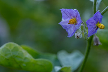 Select focus Close up Thai Eggplant with flower on green leaf and tree with blur background