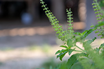 Fresh basil plant tree on nature background - Green leaf and purple basil flower vegetable and herb plant in thai asian. Fresh basil plant tree on nature
