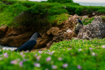 A crow on a garden close a beach