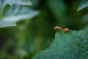 Couple of ladybugs on a Pumpkin leaves over green background