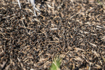 many ants close-up. A huge army of ants is building an ant hill on the field. Macro ants work. Insect gut. 
Teamwork