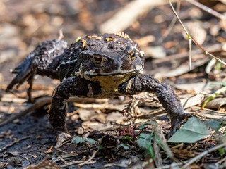 Japanese common toad walks on forest floor 5
