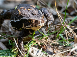 Japanese common toad walks on forest floor 6