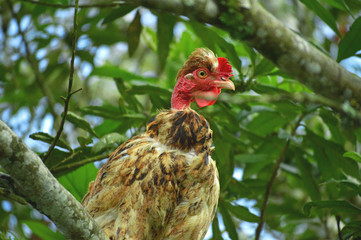 Chicken on a tree