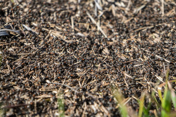 many ants close-up. A huge army of ants is building an ant hill on the field. Macro ants work. Insect gut. 
Teamwork