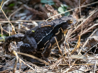 Japanese common toad walks on forest floor 12