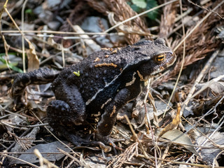 Japanese common toad walks on forest floor 11
