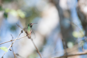 hummingbird on a branch