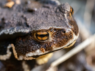 Japanese common toad on forest floor closeup 3