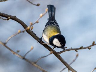 Parus minor Japanese tit perched in a tree 6