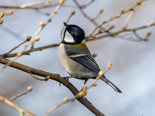 Parus minor Japanese tit perched in a tree 7