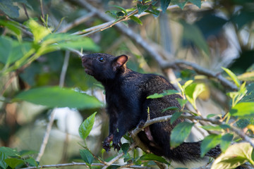 black and white squirrel