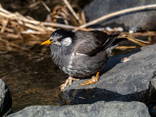 white-cheeked starling drinking from a small stream 3