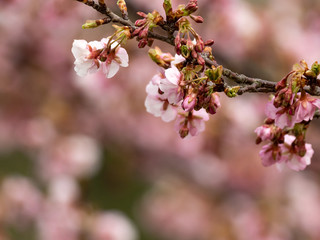 pink Japanese plum blossoms in full bloom